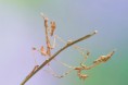 /album/fotogalerie/empusa-pennata720-jpg-2010911145052-empusa-pennata720-jpg1/